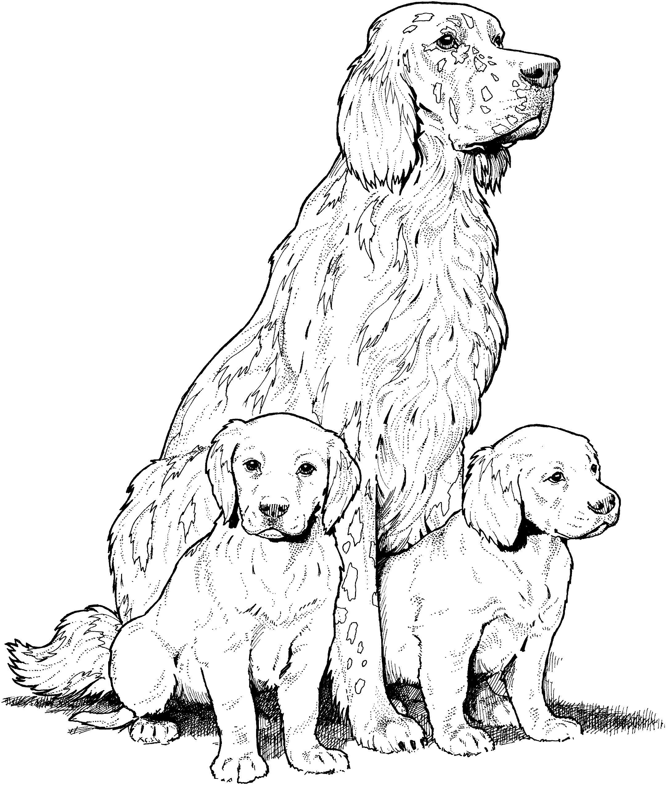 Раскраска Собака ретривер и щенки